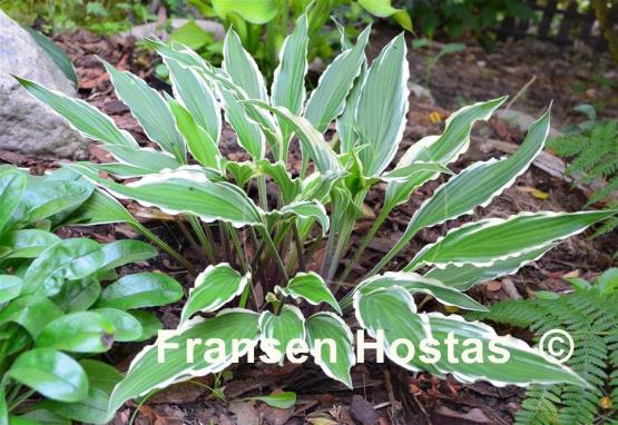 Hosta City Dog